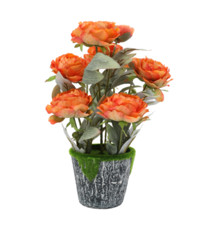 ყვავილები ქოთანში