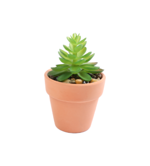 ყვავილები ქოთანში