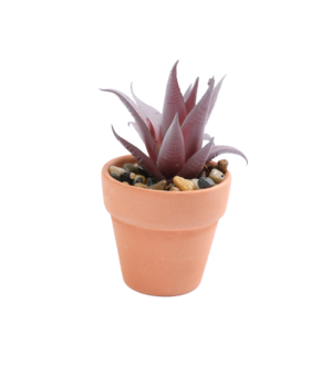 ყვავილები ქოთანში