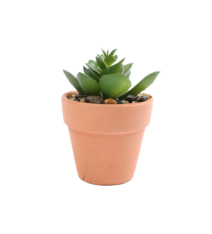 მცენარე ქოთანში