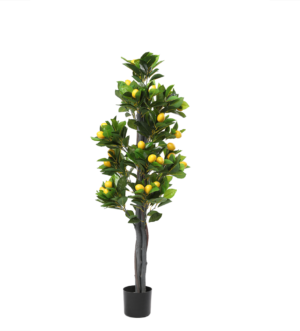 ხილის ხე